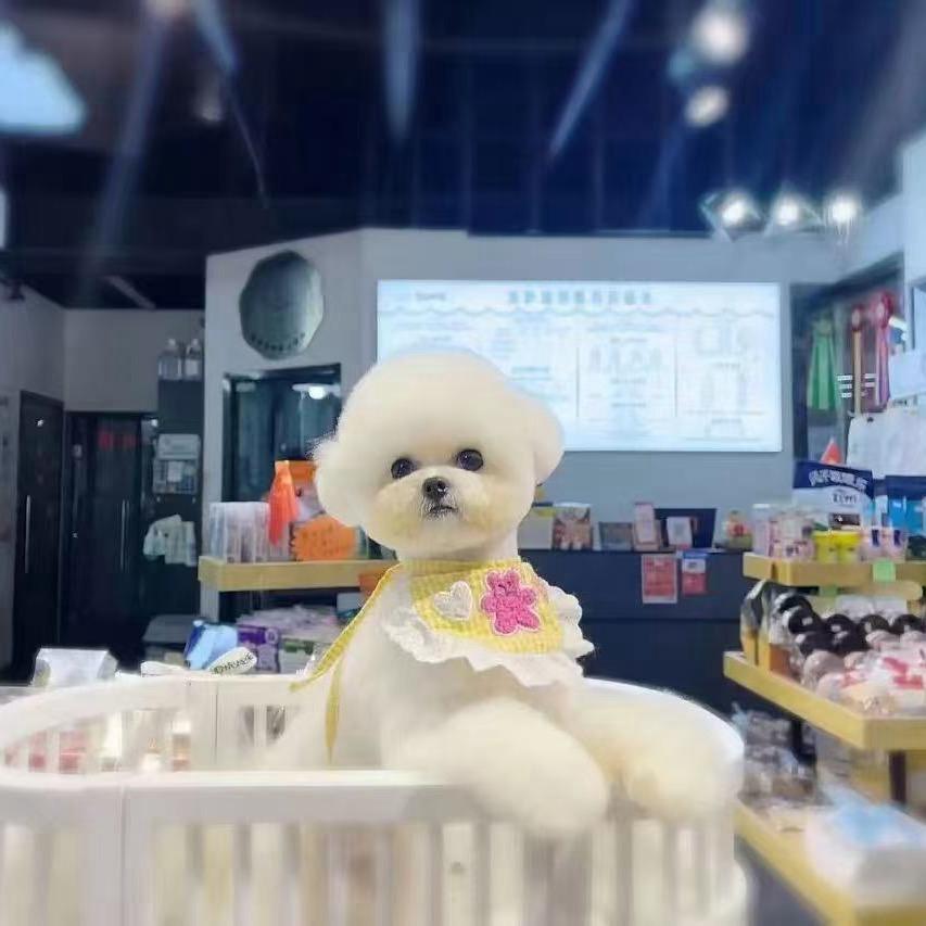 宠美宠物小铺零售店专业号