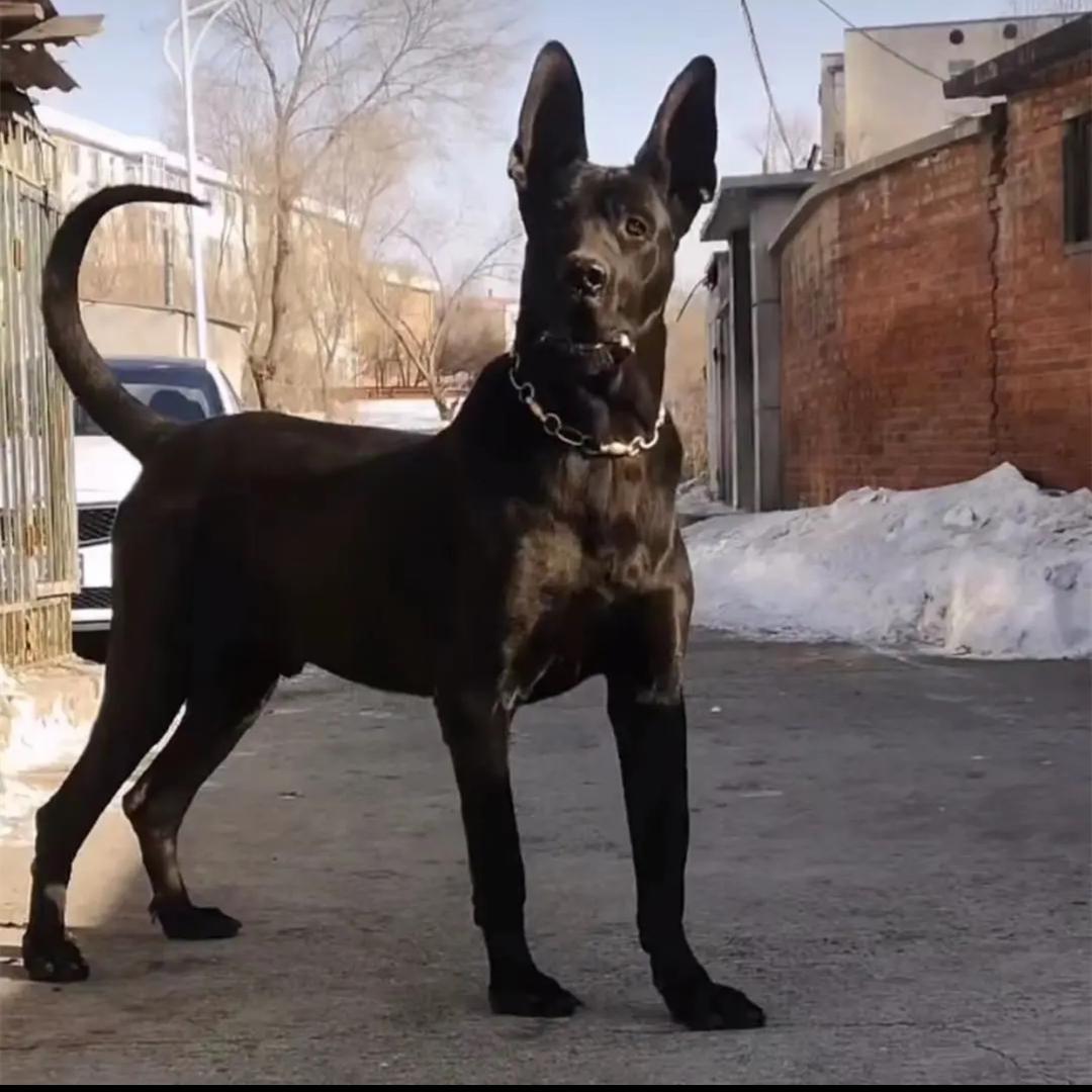 锦宏养狼犬