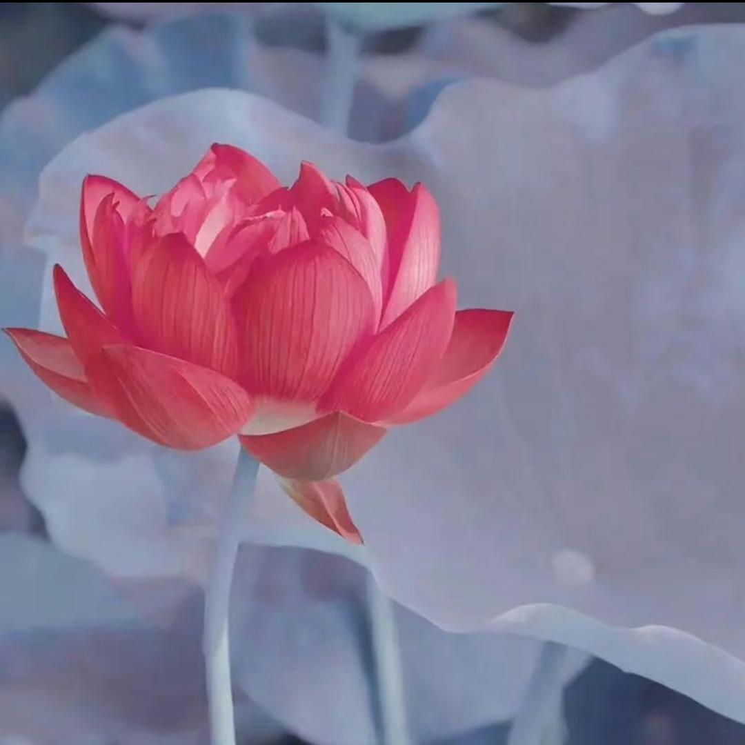 你若盛开蝴蝶自来🦋