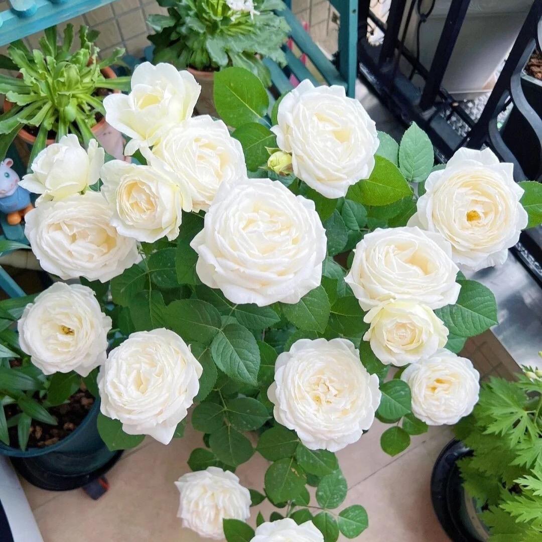 花若相惜