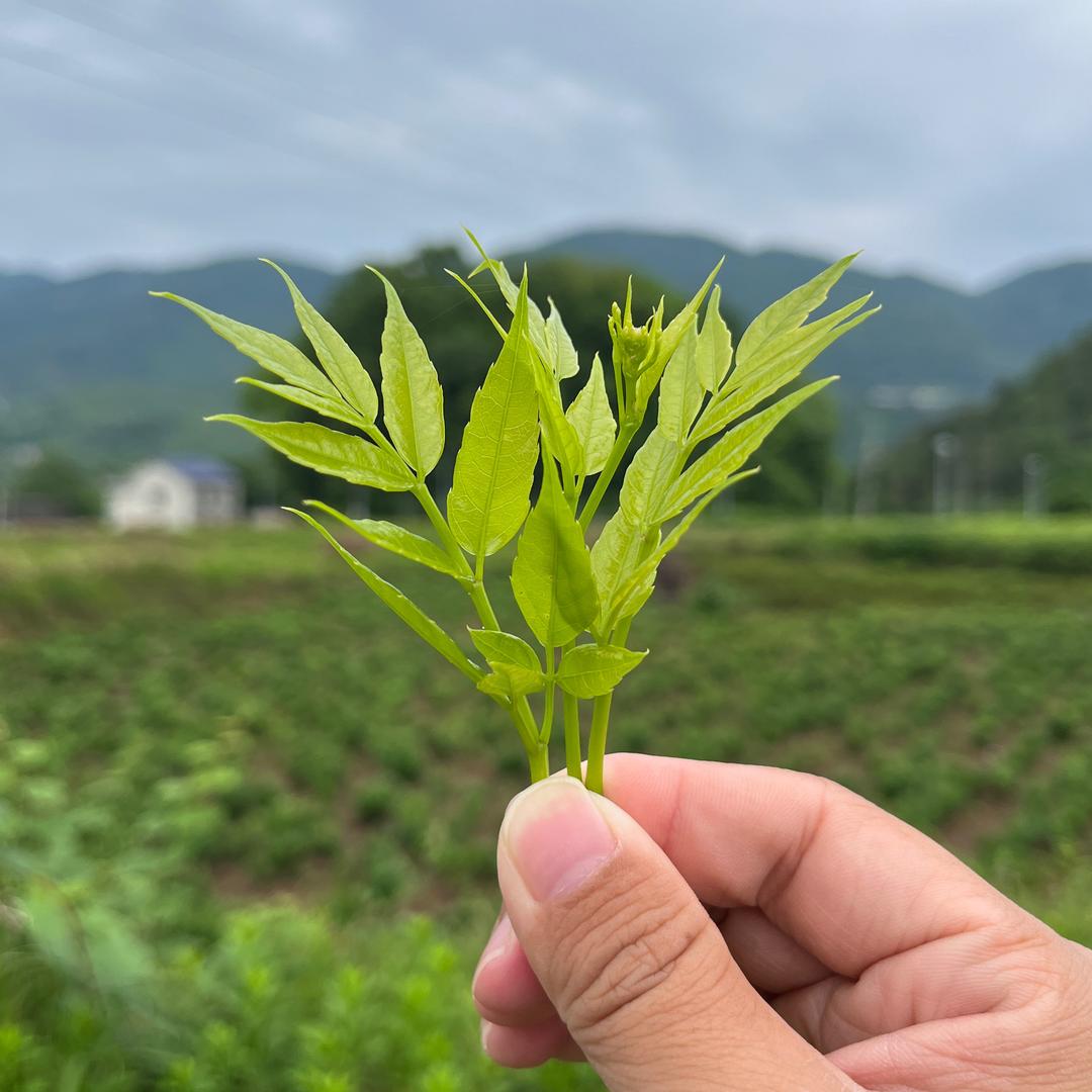 张家界楠阳茶叶（莓茶）