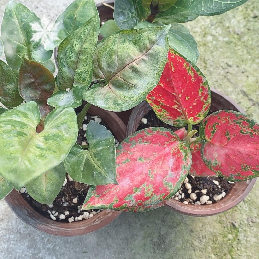 八方聚财花卉绿植基地