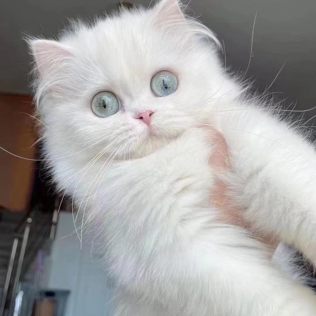猫猫128