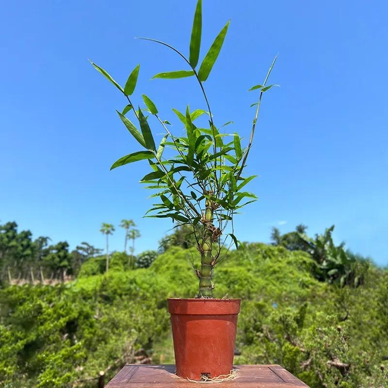 你的月亮我的心