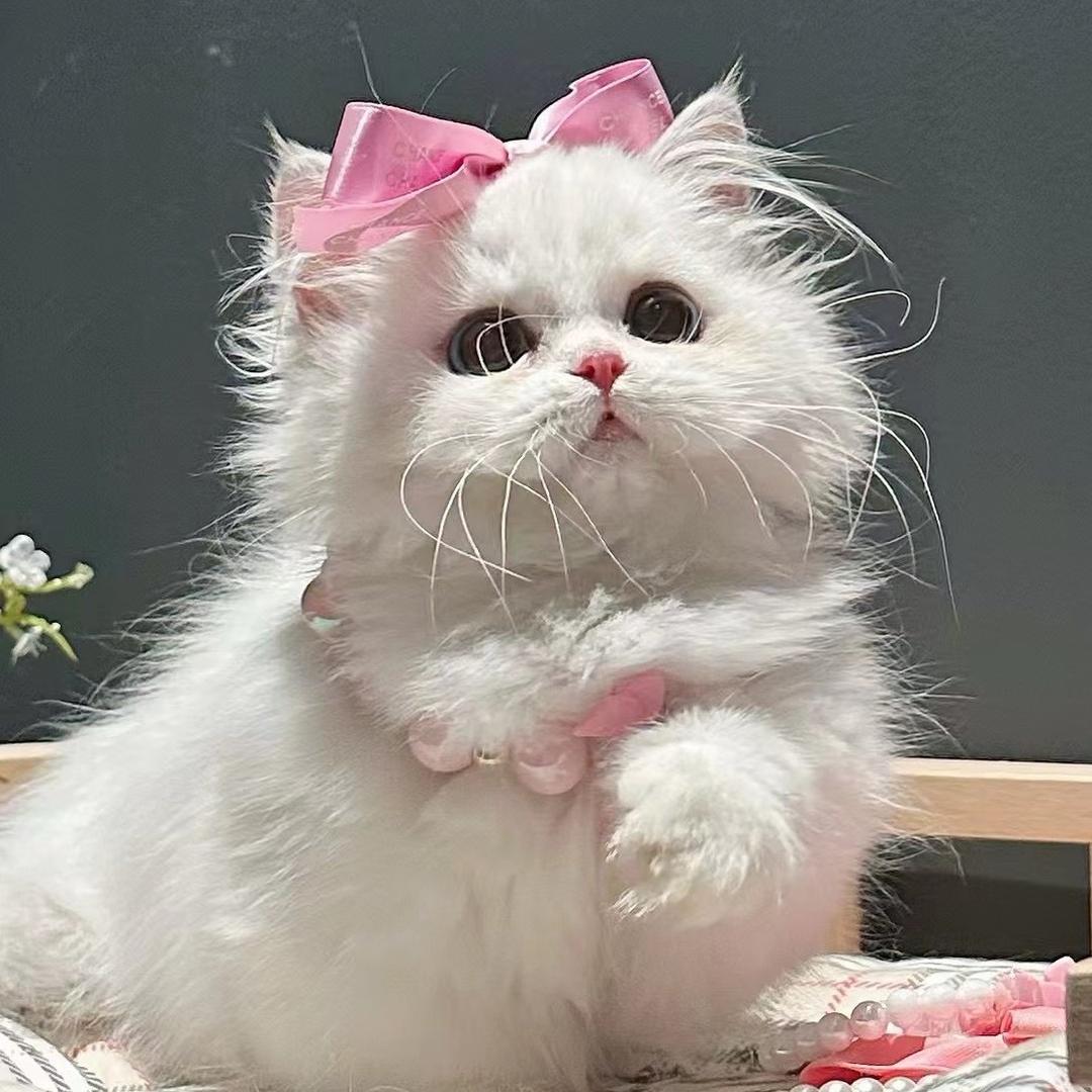 喵喵猫猫