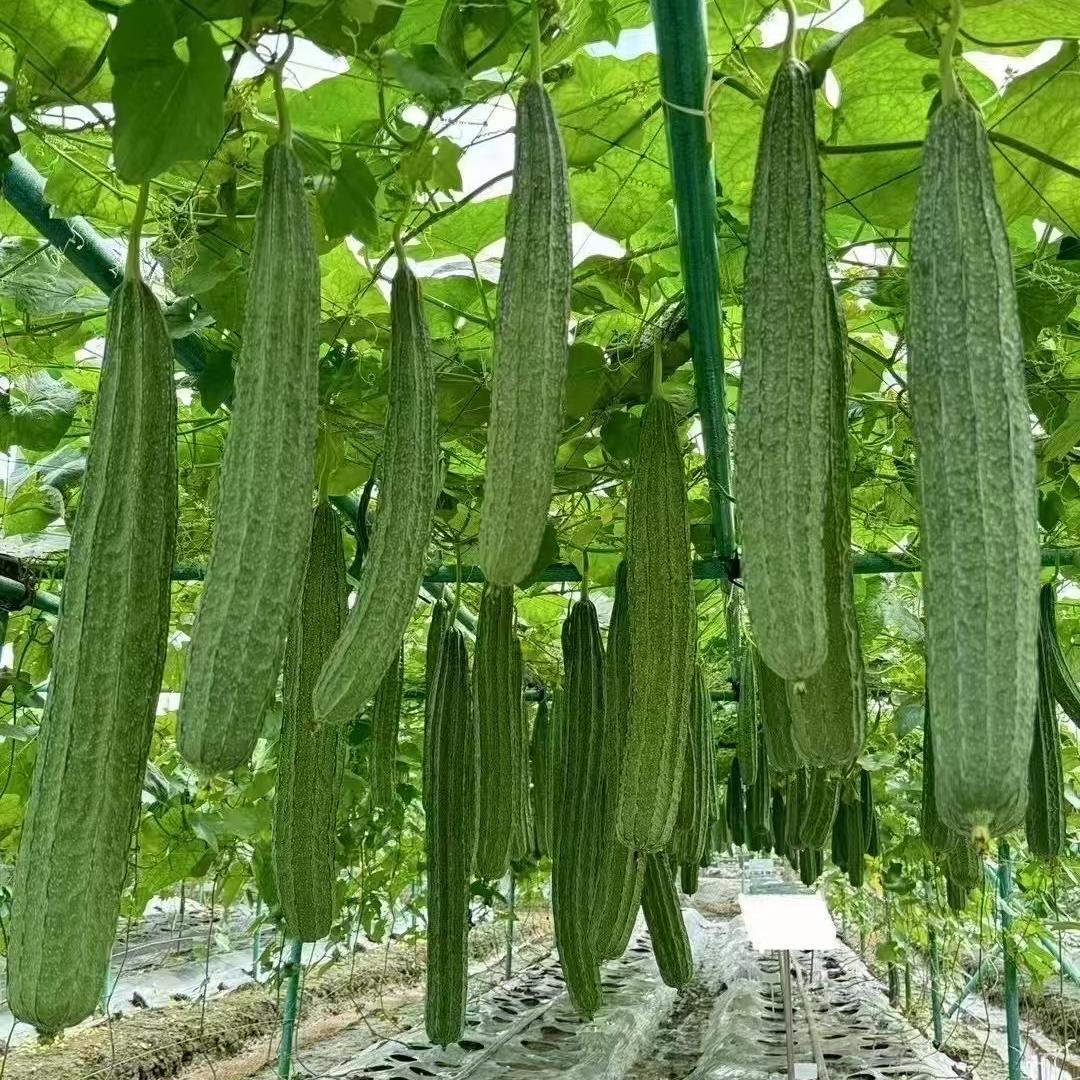 德诚蔬菜种子