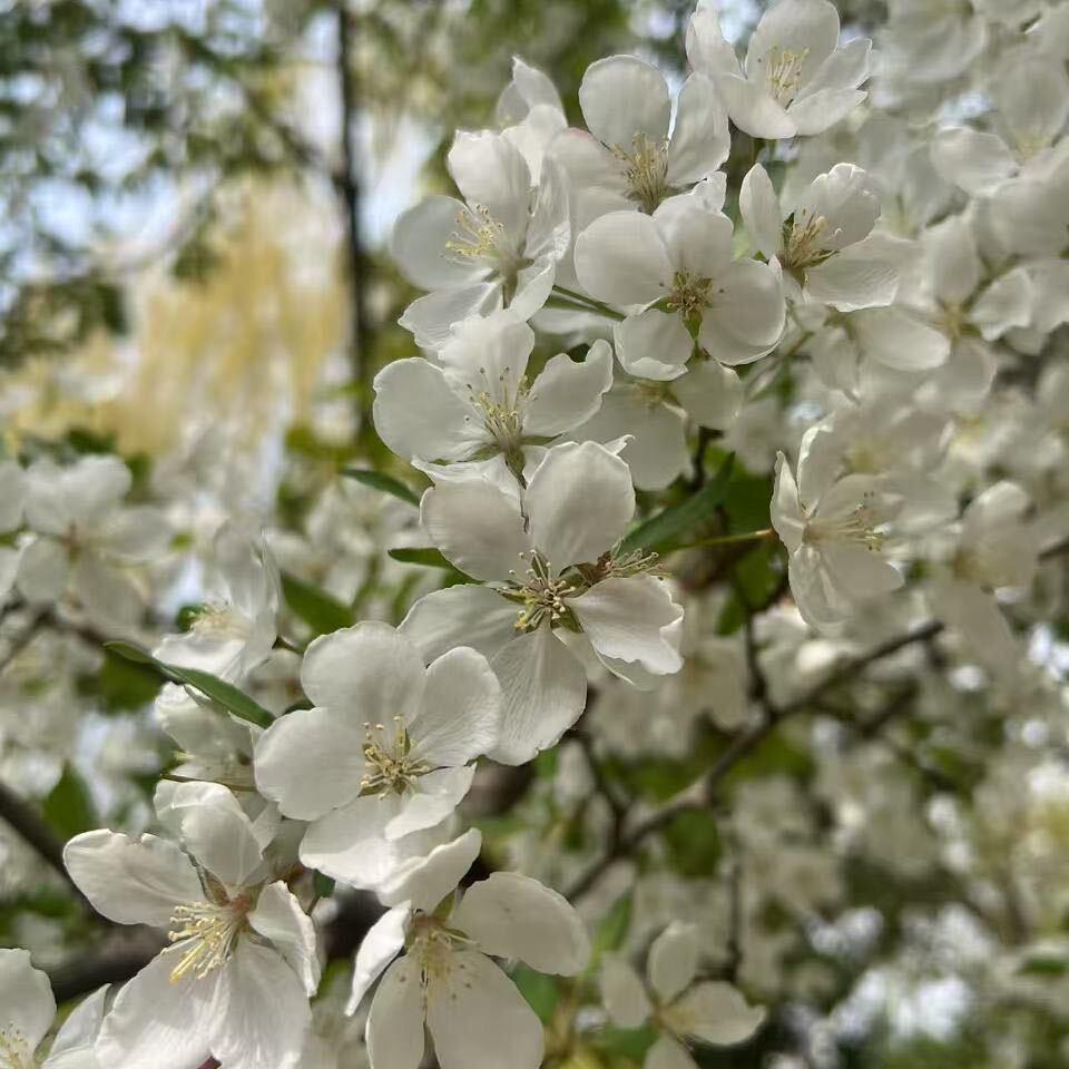 牛牛