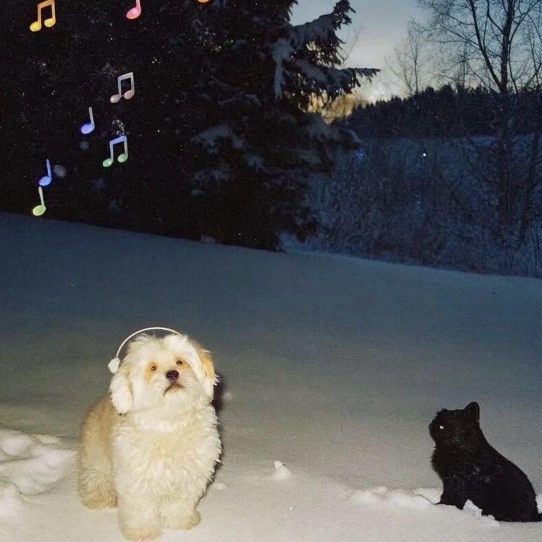🐈