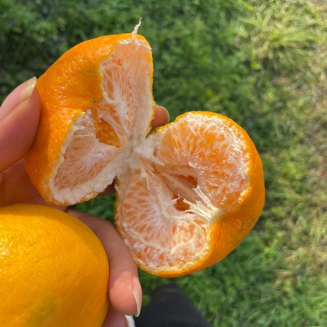 资阳市雁江区丰裕张金付水果代理经营部（个体工商户）