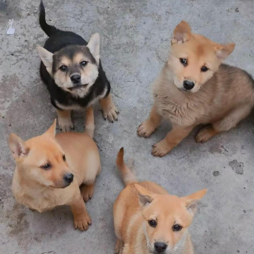 @广西田园犬土猎犬