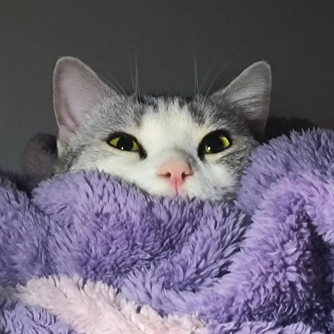 糊糊