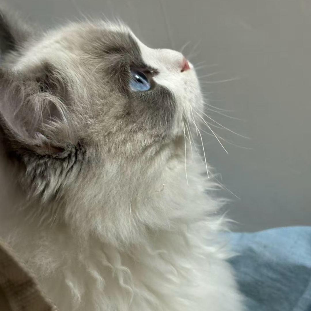 性感闰土被猹反杀