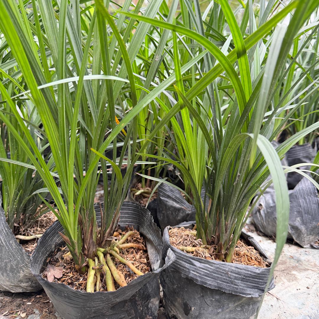 成都市郫都区刘氏兰园—小刘