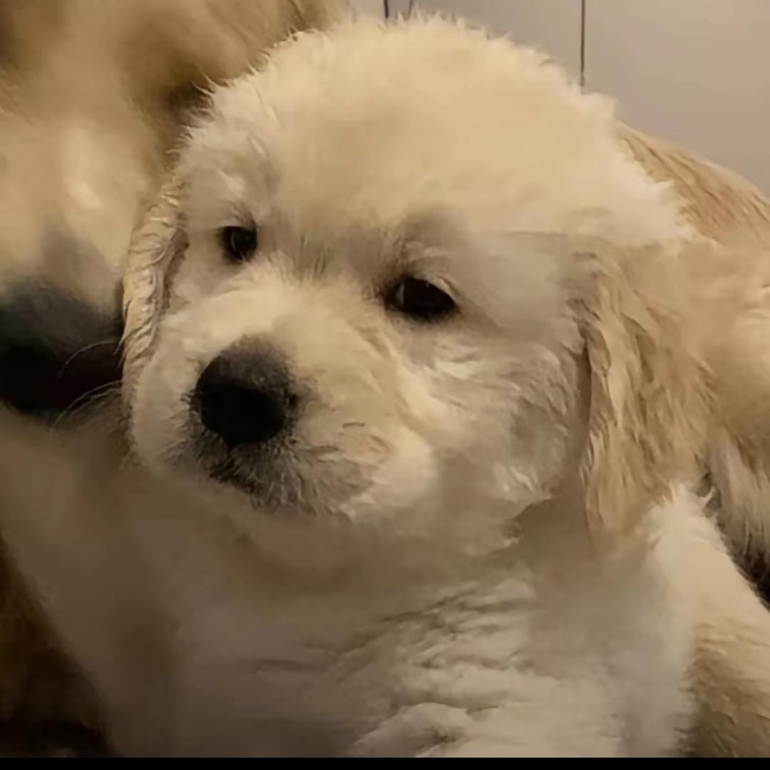 周口买美的找小夏