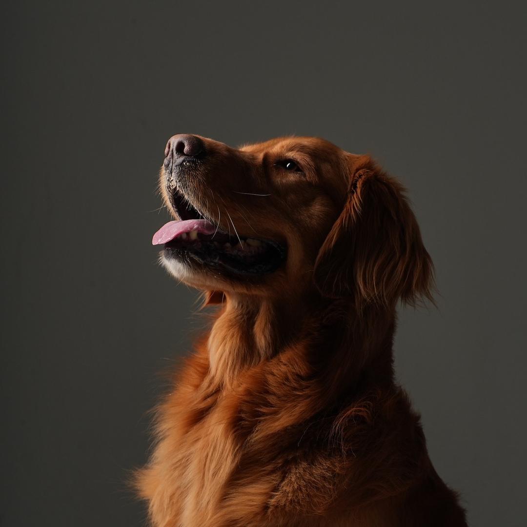 可乐可乐天天快乐