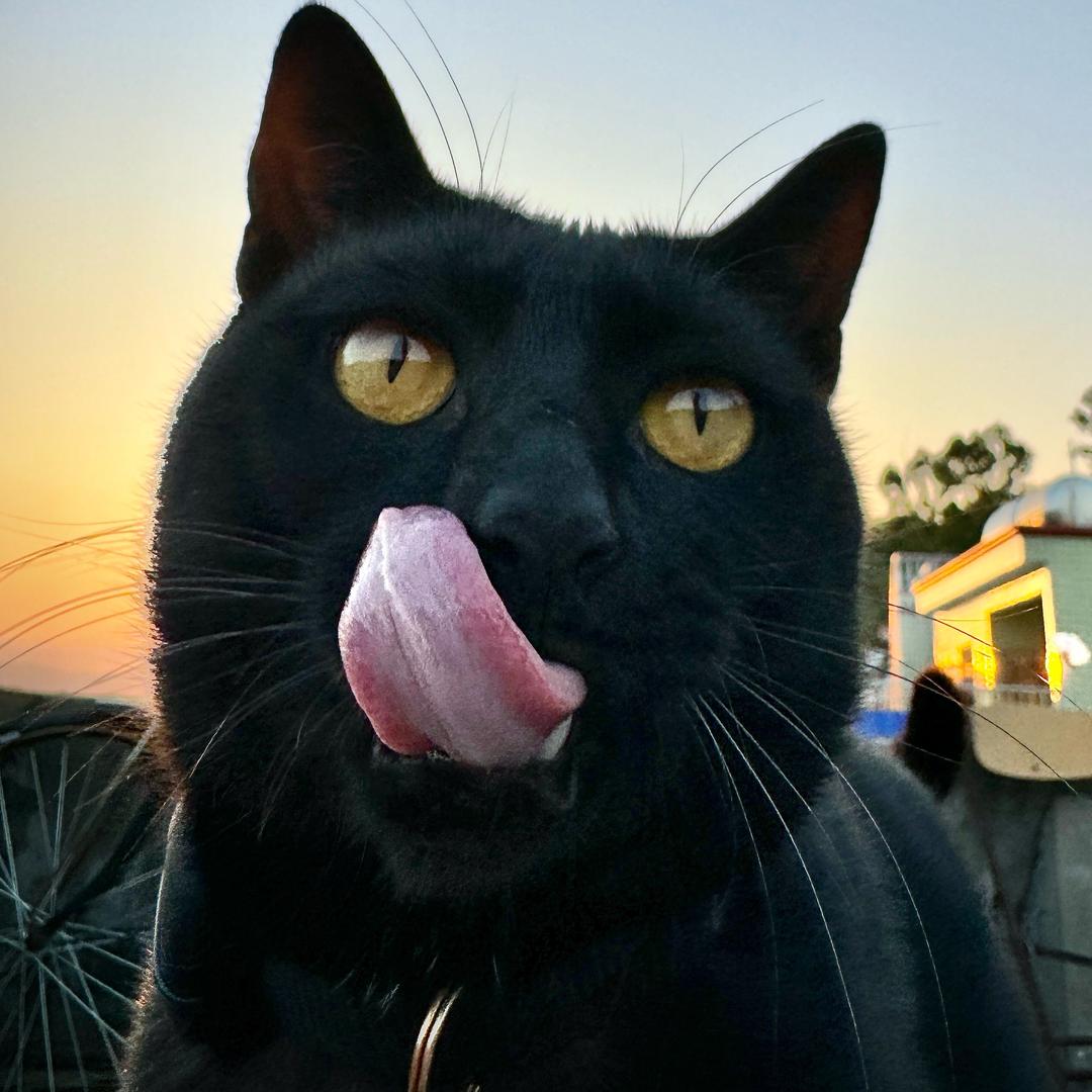 老蹬没吃饱