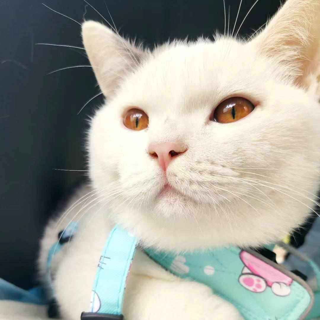 宠物猫咪的家