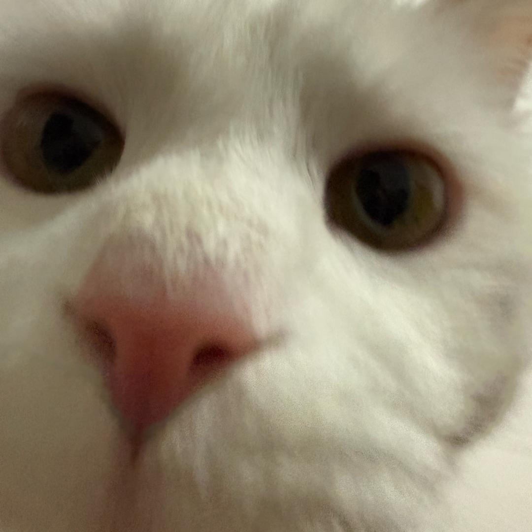 跟你重名了我也叫咪咪