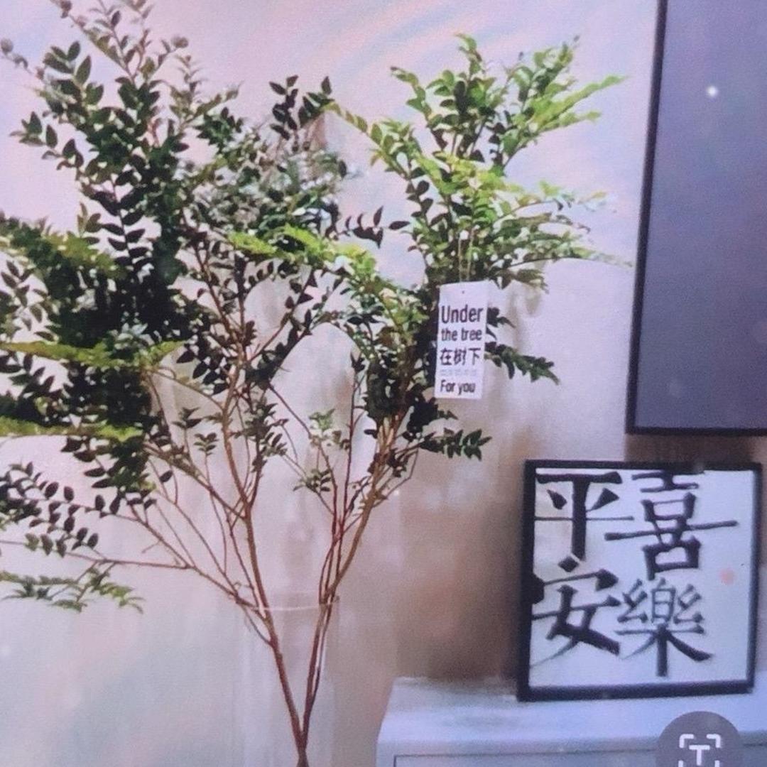 拾亿-花坊绿植🪴