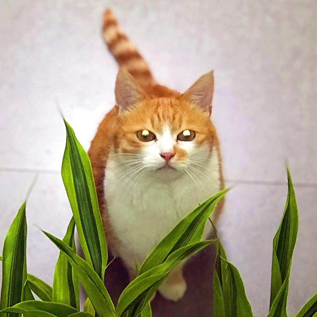 黄油是只猫