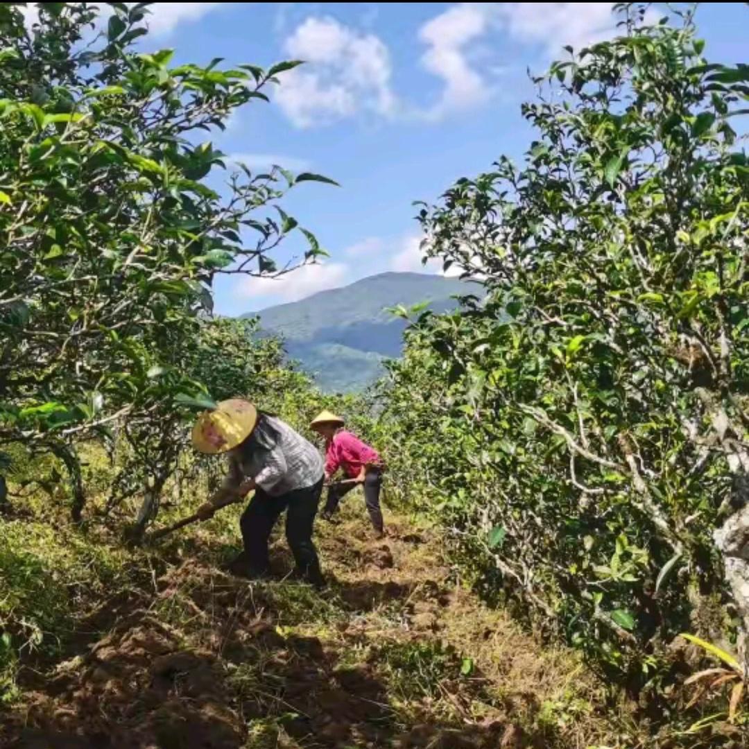 重庆宜茶品牌管理有限公司员工小宜.好茶