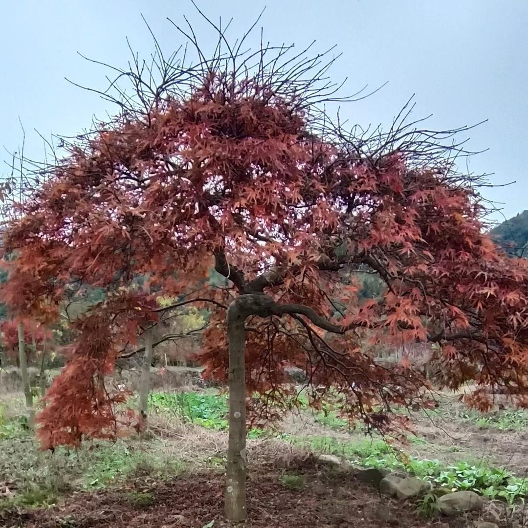 枫叶🍁园林