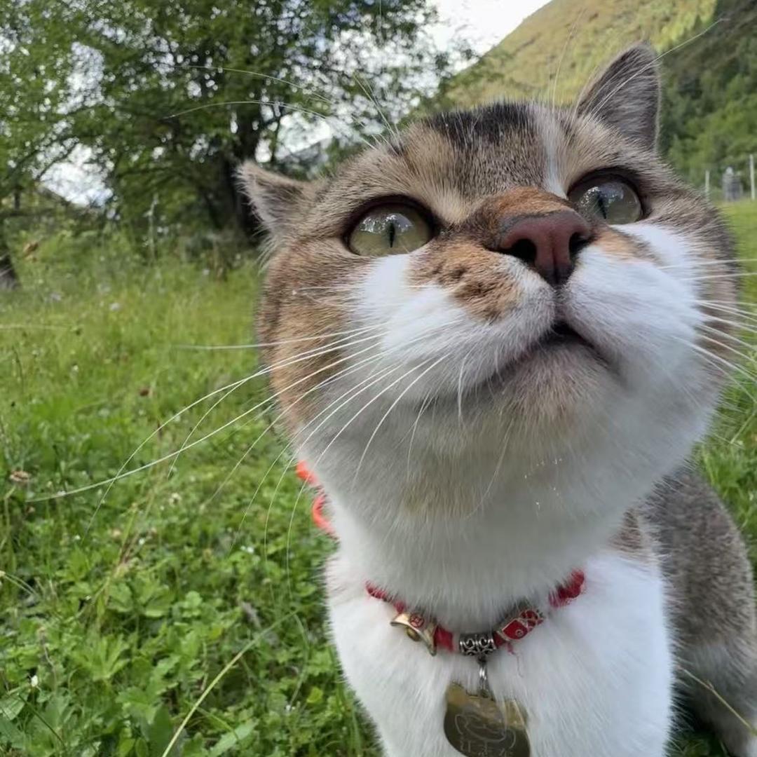 小猫六六