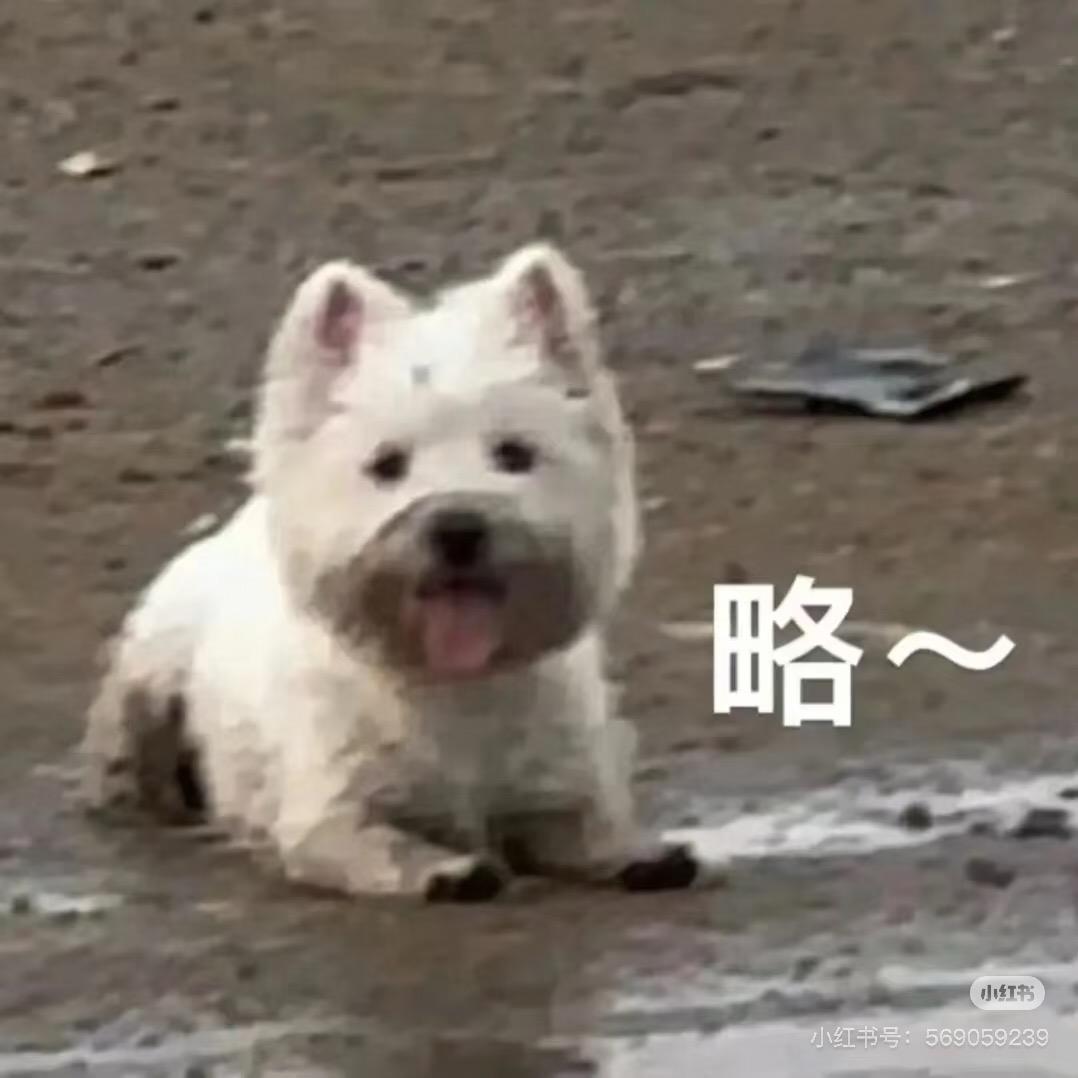 我要去看演唱会🌱