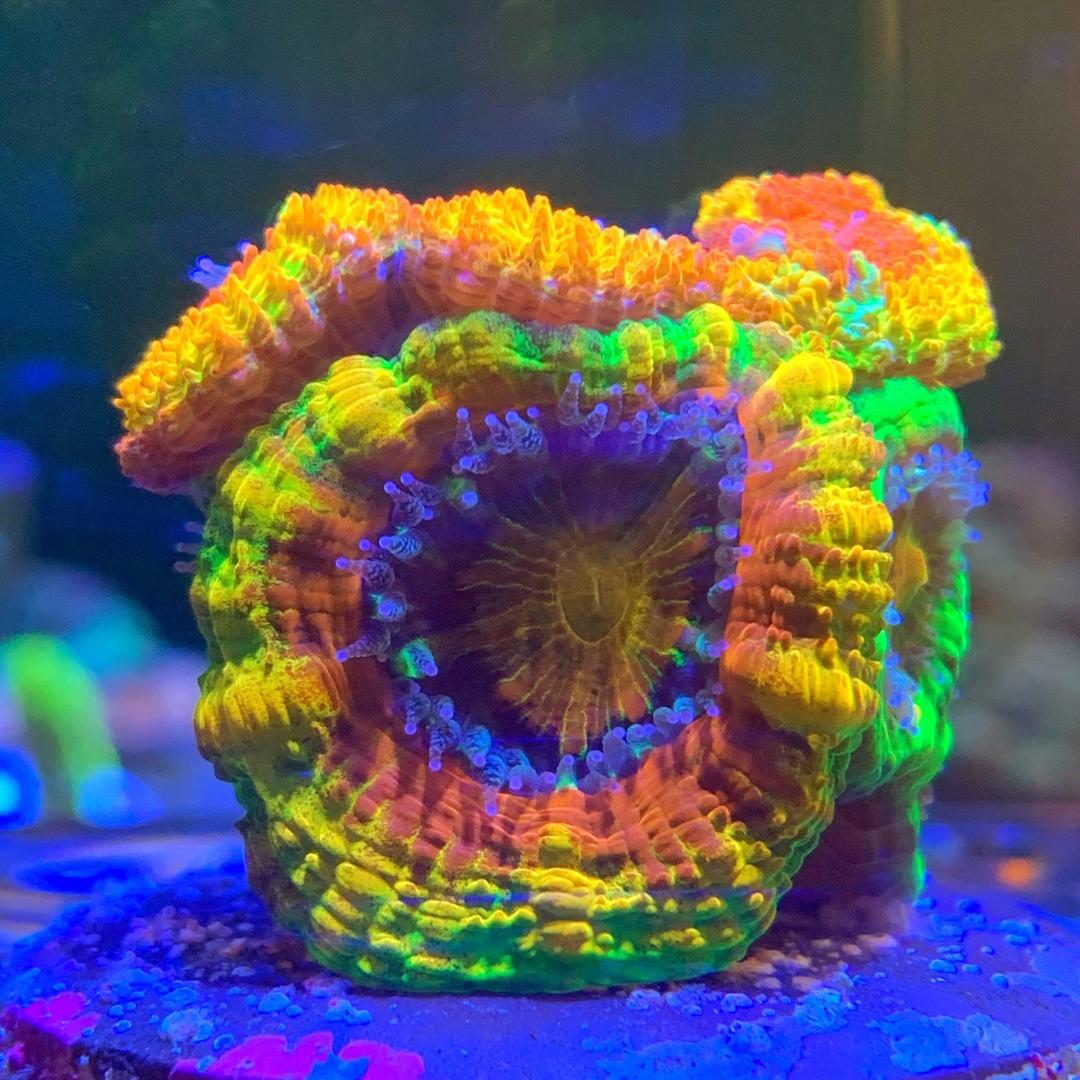 星辰大海