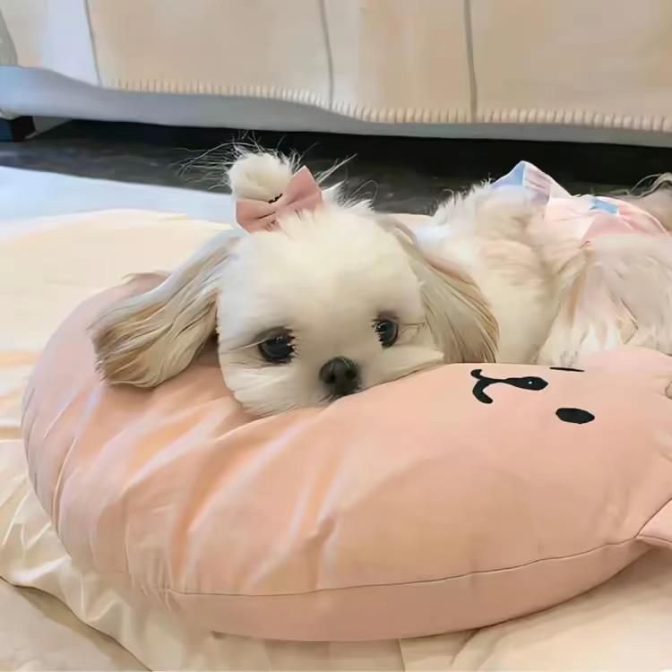 自律的包子