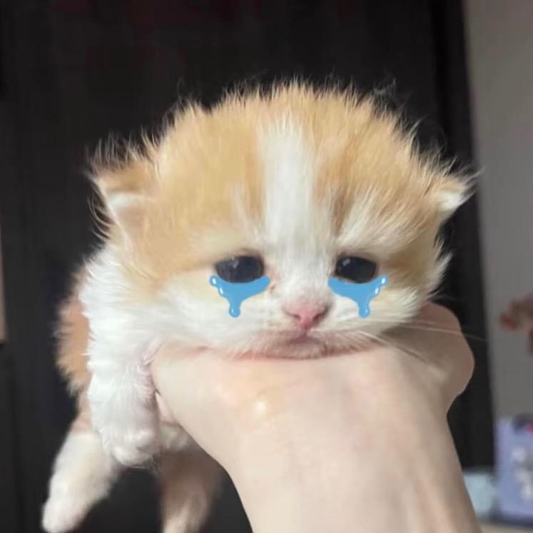 小鱼儿🐠