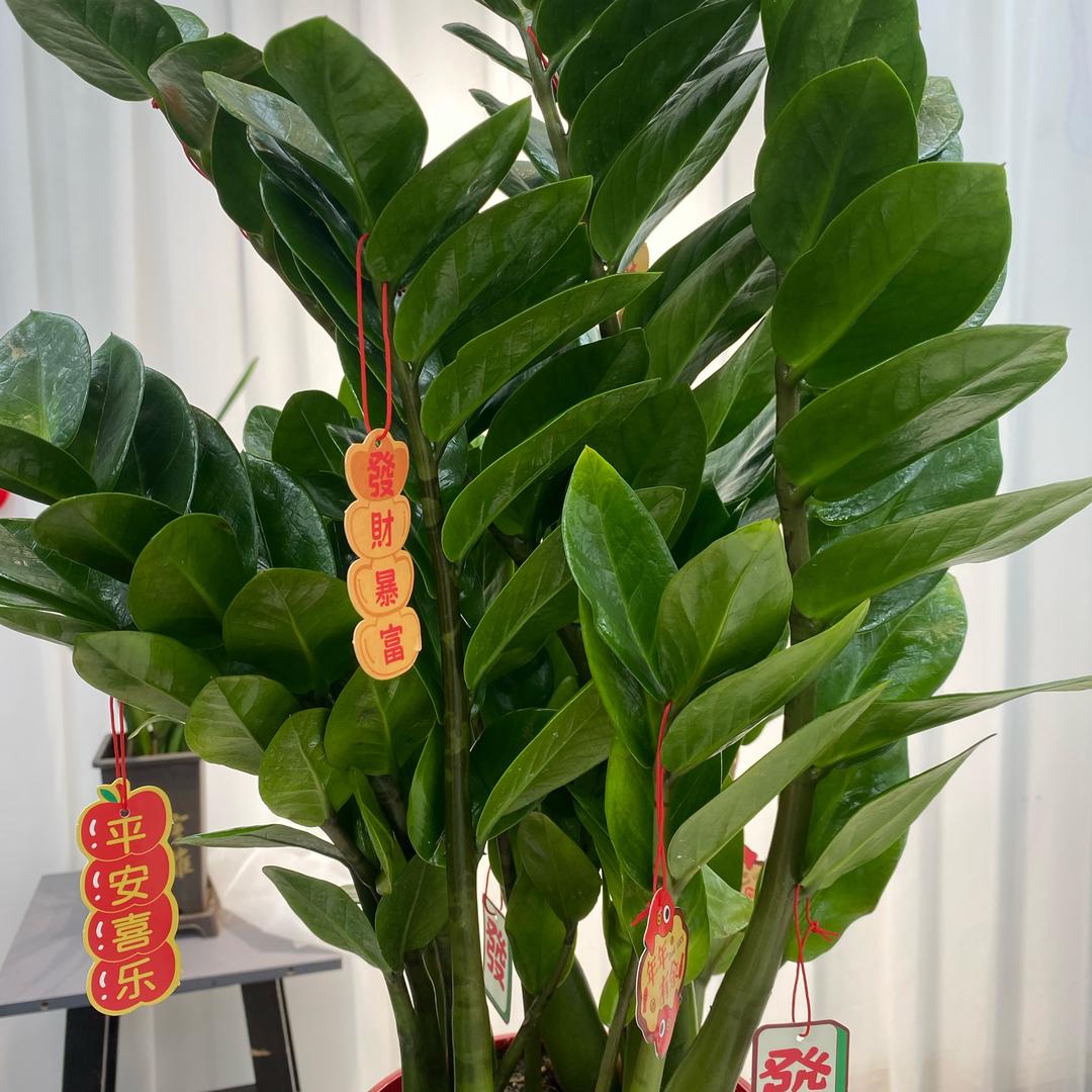 年宵花绿植基地