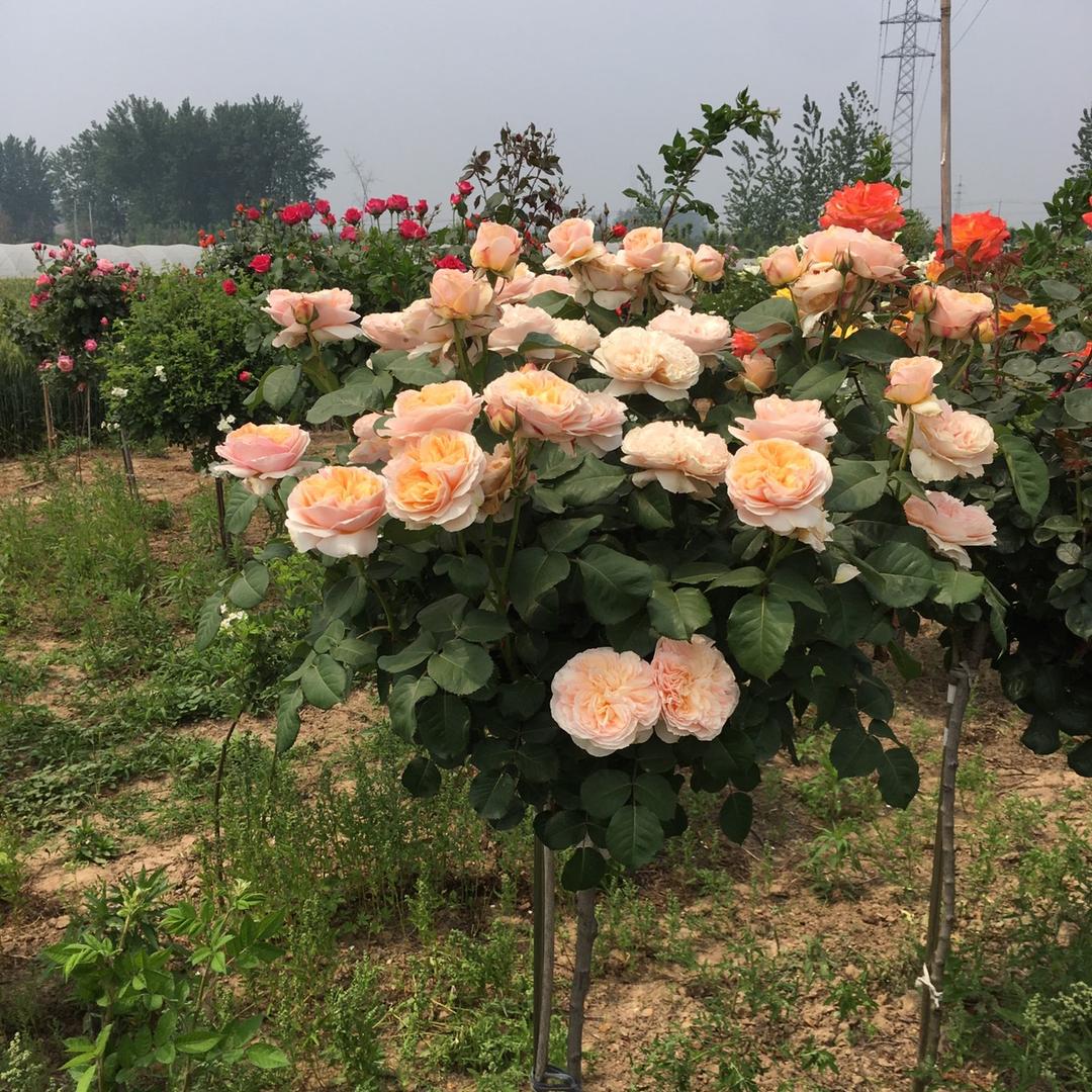 鹏哥玩月季@抖音