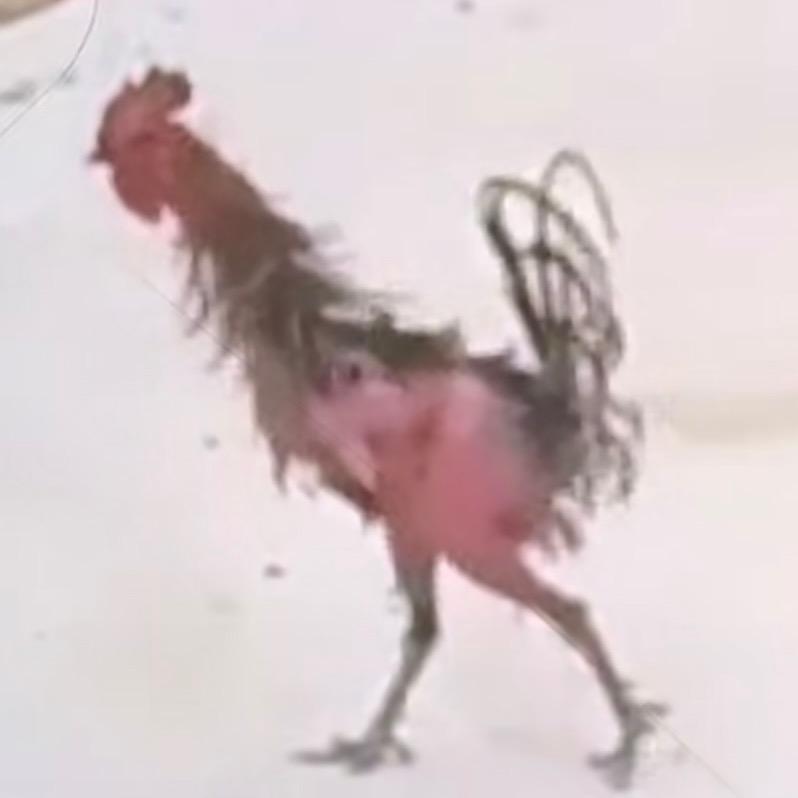 死猪也怕开水烫