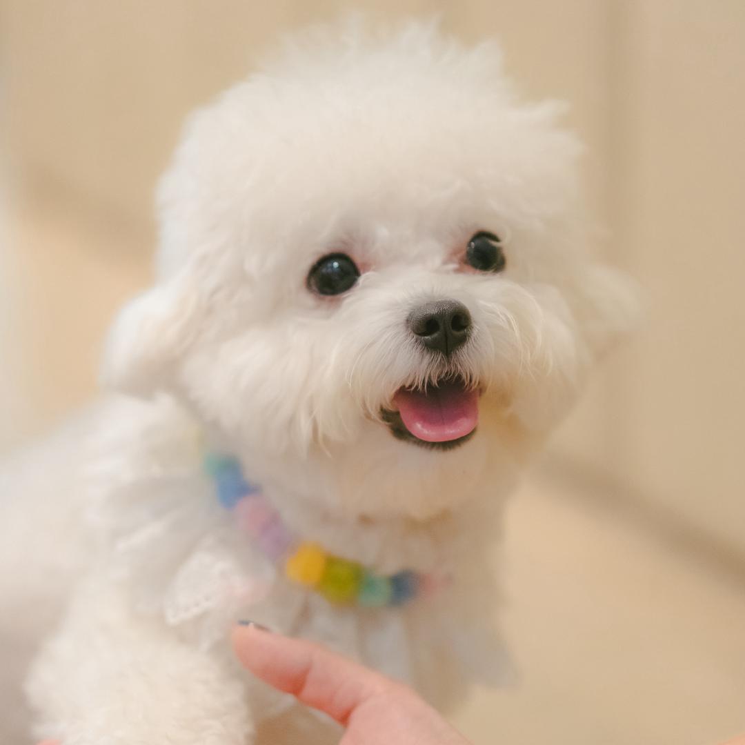 ki妞是只小比熊