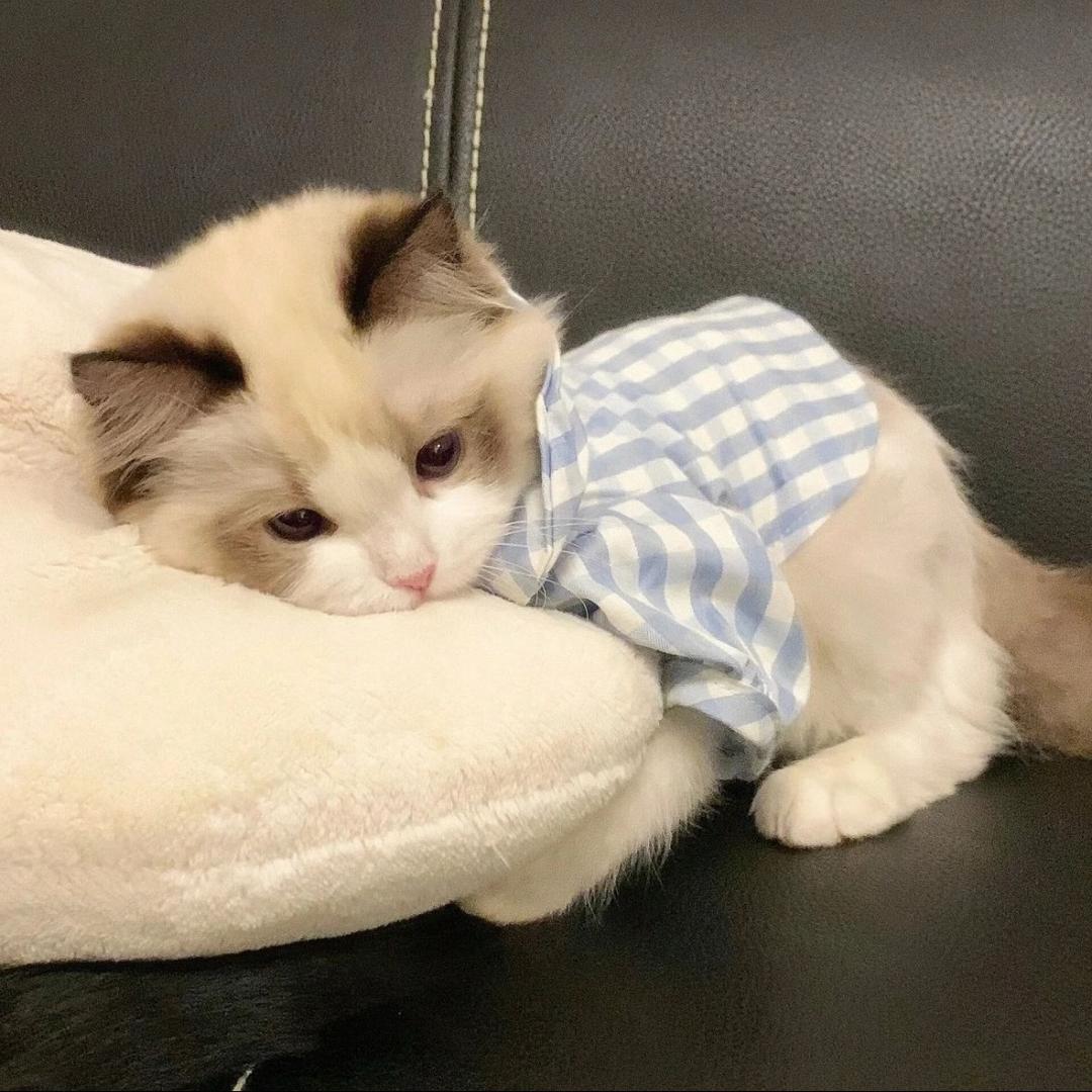 小新.