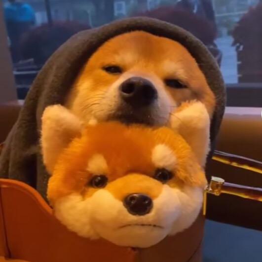 万物不及李先生     　　　　　　🪳