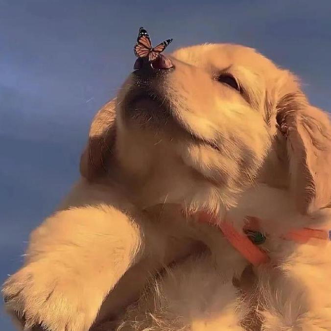 董哥犬舍(自家繁殖）