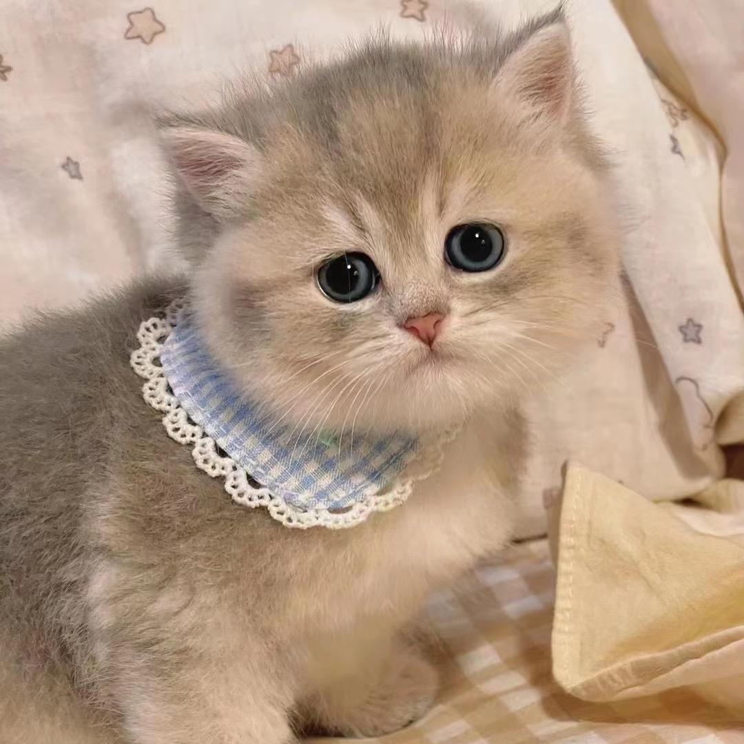 赣州这里有家宠物店