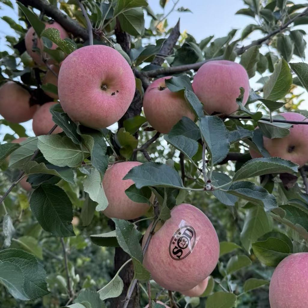 上戈苹果🍎