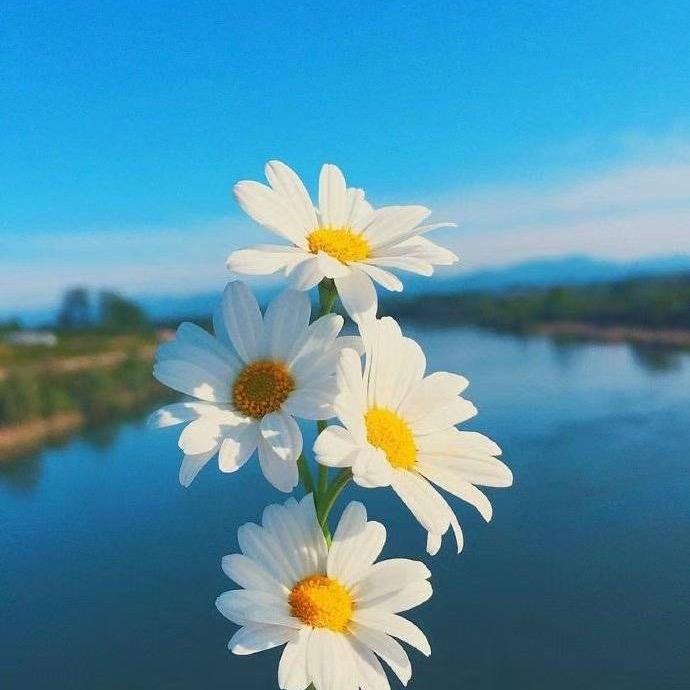 爱吃芒果的骑士