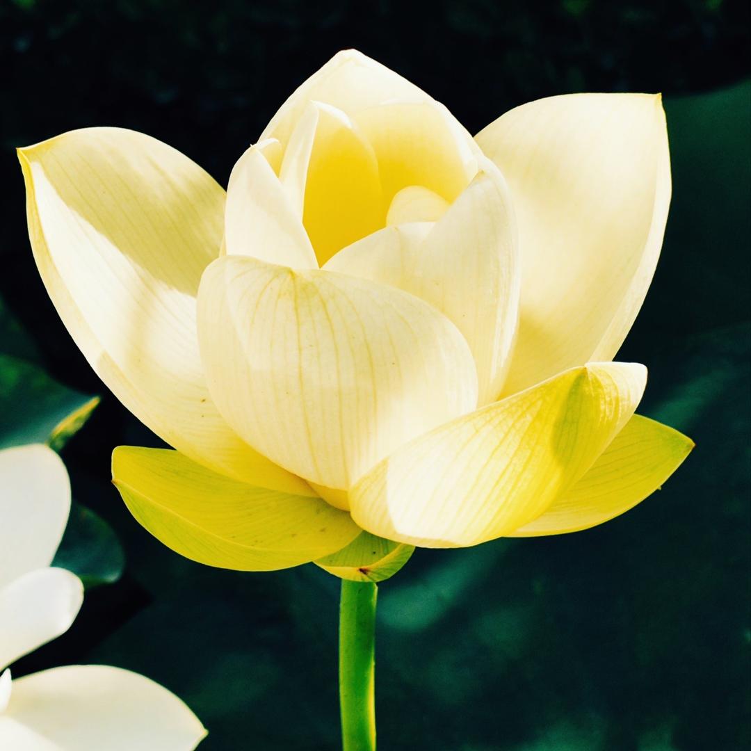 静待花开123