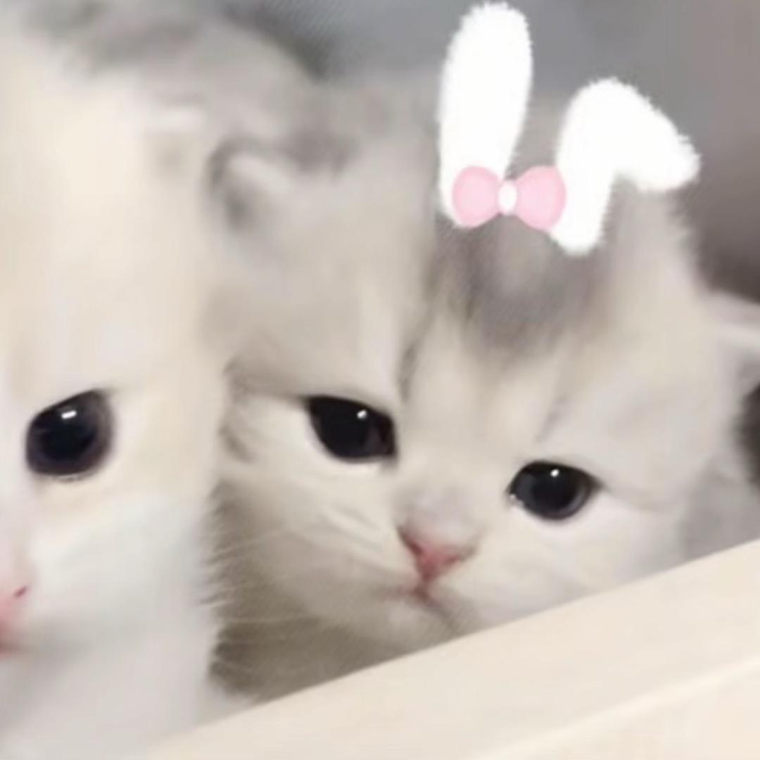 璐璐