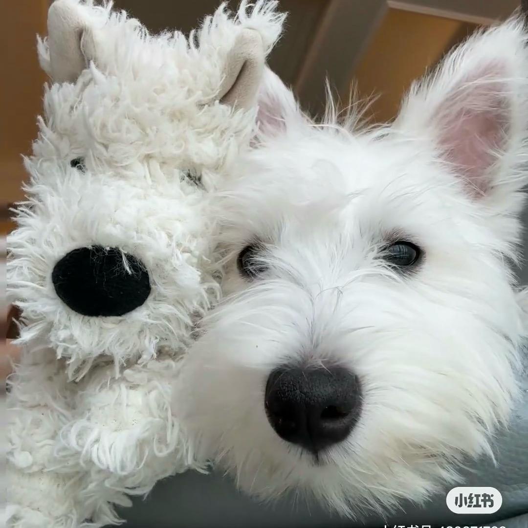 Koomis🦴