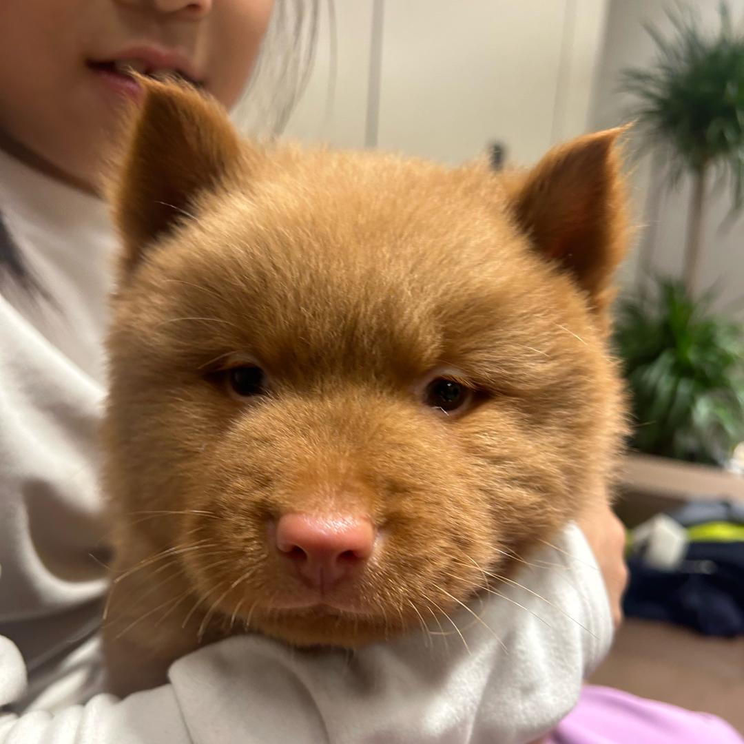 小慧的小贝