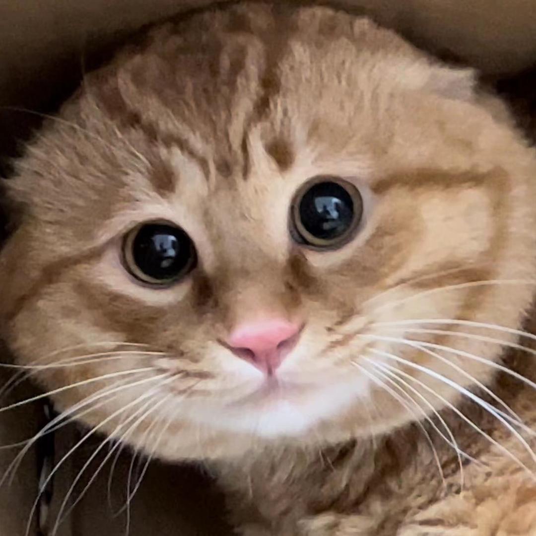萌鼠屋老吴