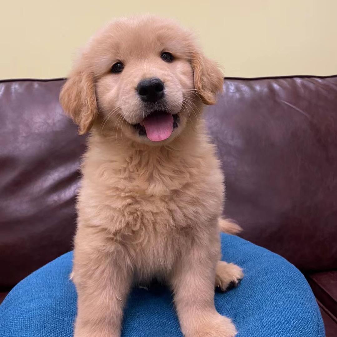 我家的修狗🌈🌈🌈