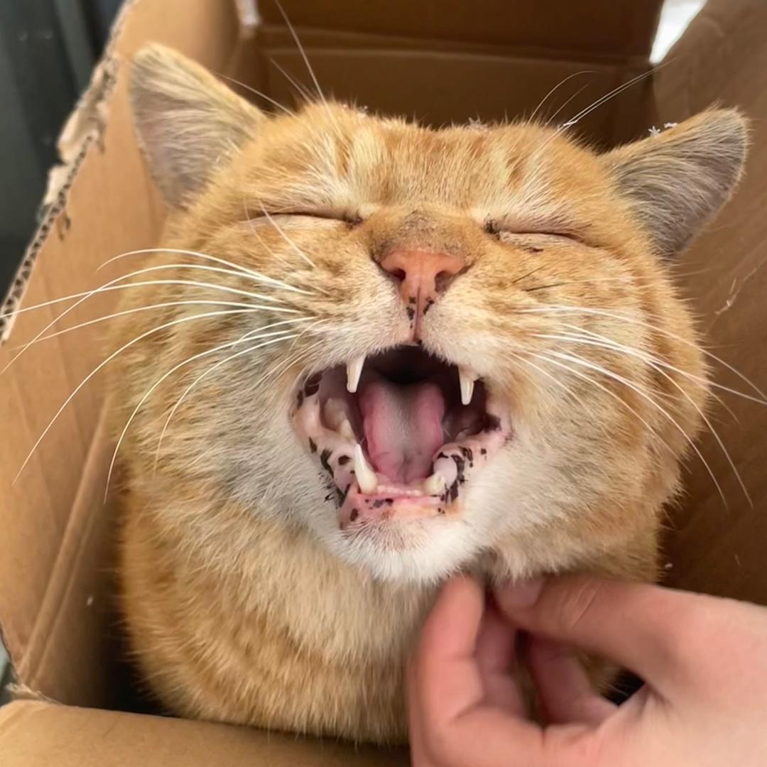 大橘的日常🐈