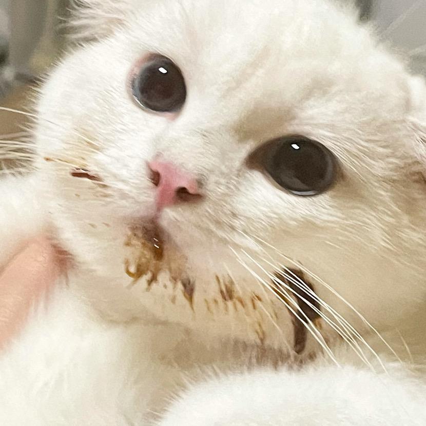 哎呀鸭鸭呀