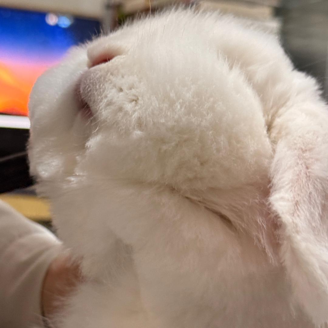 小兔🐰